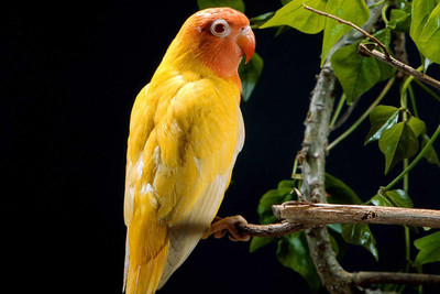 

Oshi -Yellow Parrot Paper Print(12 inch X 18 inch, Stretched)