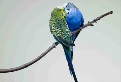 

Birds Paper Print(19 inch X 13 inch, Rolled)