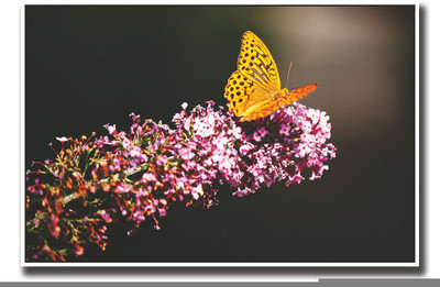 

Posterhouzz Yellow butterfly amazing Fine Art Print(12 inch X 18 inch, Rolled)