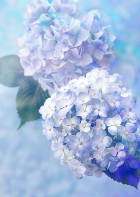 Posterhouzz Flower Fine Art Print Poster Fine Art Print(18 inch X 12 inch, Rolled)