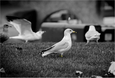 

Birds Paper Print(19 inch X 13 inch, Rolled)