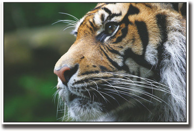 

Tiger face Fine Art Print(12 inch X 18 inch, Rolled)