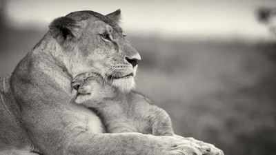 

Art For Kids Room Décor - Mothers Love - Medium Size Rolled Digital Art Print On Photographic Paper(24 inch X 12 inch, Rolled)