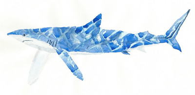 

Art For Kids - Caribbean Blue Shark - Medium Size Rolled Digital Art Print On Photographic Paper(24 inch X 12 inch, Rolled)