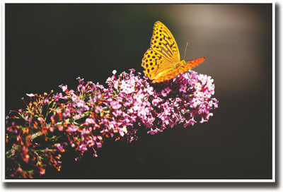 

Yellow butterfly amazing Fine Art Print(12 inch X 18 inch, Rolled)