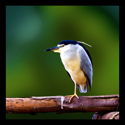 50% OFF on Pond Heron Canvas Art(44 inch X 44 inch)