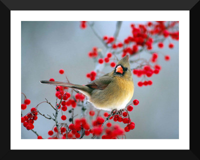 

Tallenge - Beautiful Bird with Red Berries - Premium Quality A3 Size Framed Poster Paper Print(17 inch X 12 inch, Framed)