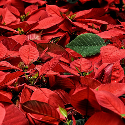 

Tallenge Christmas Collection - Leaves - Framed Photo Print For Gifting And Home And Office Décor On Photographic Paper(12 inch X 12 inch, Framed)