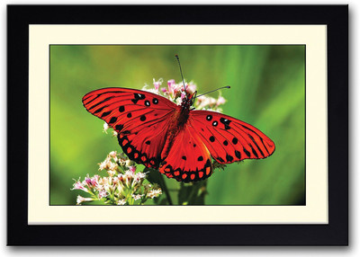 

Red Butterfly On Flower Fine Art Print(14 inch X 20 inch, Framed)
