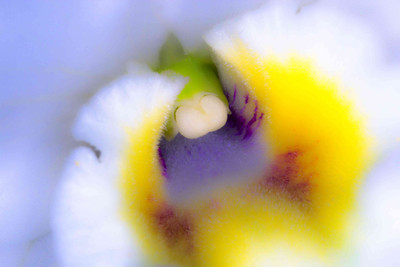 

Posterhouzz Flower Fine Art Print Poster Fine Art Print(12 inch X 18 inch, Rolled)