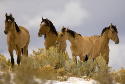 

Posterhouzz Horses Poster Paper Print(12 inch X 18 inch, Rolled)