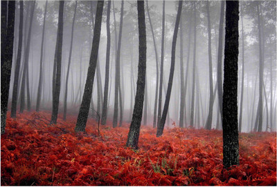 

Nature Paper Print(19 inch X 13 inch, Rolled)