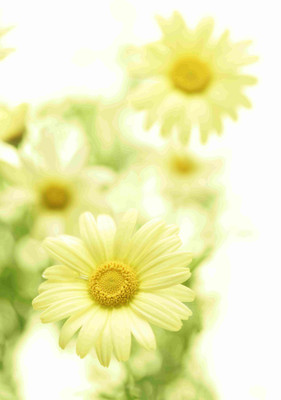 

Posterhouzz Flower Fine Art Print Poster Fine Art Print(18 inch X 12 inch, Rolled)