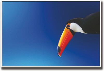 

Toco Tuocan Bird with orange beak Fine Art Print(12 inch X 18 inch, Rolled)
