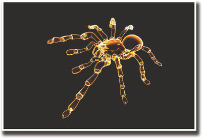 

Spider Fine Art Print(12 inch X 18 inch, Rolled)