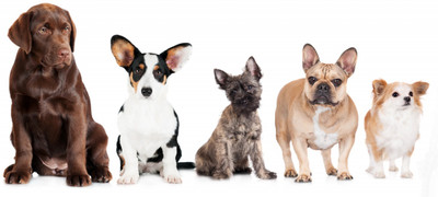 

Oshi - Cute Dogs Paper Print(12 inch X 18 inch, Streched)