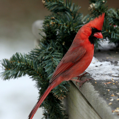 

Tallenge Christmas Collection - Christmas Red Bird - Framed Photo Print For Gifting And Home And Office Décor On Photographic Paper(12 inch X 12 inch, Framed)