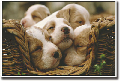 

Cute puppies in basket Fine Art Print(12 inch X 18 inch, Rolled)