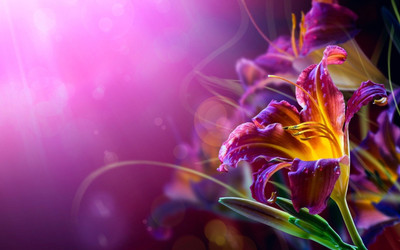 

Posterhouzz Flower Fine Art Print Poster Fine Art Print(12 inch X 18 inch, Rolled)