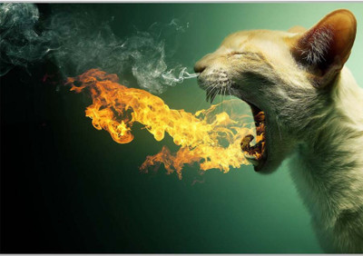 

Posterhouzz Funny Cat Paper Print(12 inch X 18 inch, Rolled)