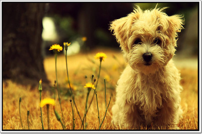 

Posterhouzz Dogs Poster Poster Fine Art Print(12 inch X 18 inch, Rolled)