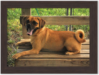 

Doge Nature Themed Framed Poster Photographic Paper(13.5 inch X 10 inch, Box Packing)
