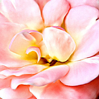 50% OFF on Colourful Flowers 63 Canvas Art(20 inch X 20 inch)