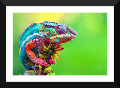 

Tallenge - The Colorblind Chameleon - Premium Quality A3 Size Framed Poster Paper Print(17 inch X 12 inch, Framed)