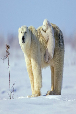 

Baby Polar Bears Photographic Paper(18 inch X 12 inch, Rolled)