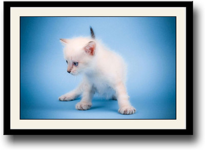 Cute White cat Fine Art Print(10 inch X 14 inch, Framed)