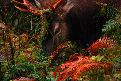 

Oshi - staring Elk Paper Print(12 inch X 18 inch, Stretched)