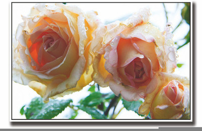 

Posterhouzz Wet roses beautiful Fine Art Print(12 inch X 18 inch, Rolled)
