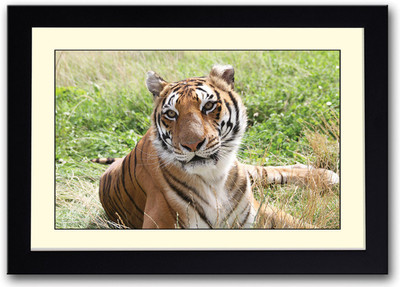 

Tiger in the field Fine Art Print(14 inch X 20 inch, Framed)