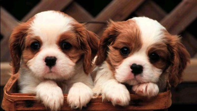 

Posters for room. Collection of cute little puppies. Paper Print(18 inch X 12 inch, Rolled)