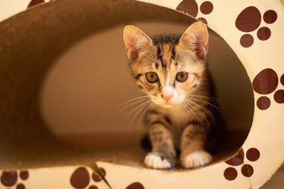 

Oshi - Cute Kitten (5) Paper Print(12 inch X 18 inch, Streched)