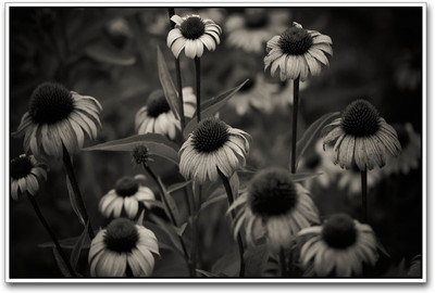 

Flowers Black and White Paper Print(12 inch X 18 inch)