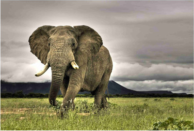 

Animals Paper Print(19 inch X 13 inch, Rolled)