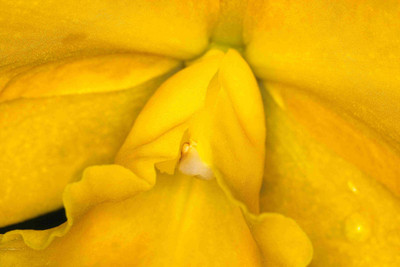 

Posterhouzz Flower Fine Art Print Poster Fine Art Print(12 inch X 18 inch, Rolled)