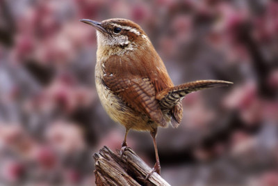 

Oshi - Beautiful Sparrow (3) Paper Print(12 inch X 18 inch, Stretched)