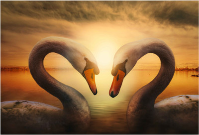 

Swan Love Wallpaper Paper Print(13 inch X 19 inch, Rolled)