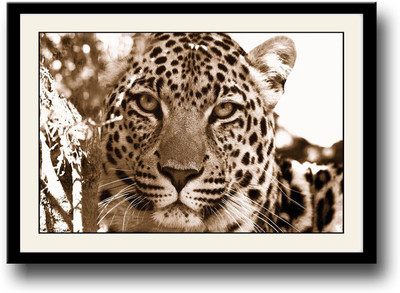 

Tiger face amazing Fine Art Print(10 inch X 14 inch, Framed)