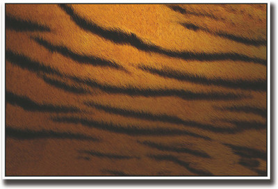 

Tiger skin design Fine Art Print(12 inch X 18 inch, Rolled)