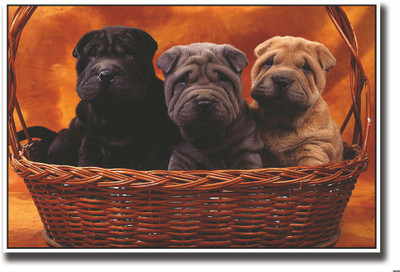 

Posterhouzz Three cute dog in Basket Fine Art Print(12 inch X 18 inch, Rolled)