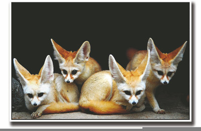 

Posterhouzz 4 Cute animals fenek Fine Art Print(12 inch X 18 inch, Rolled)