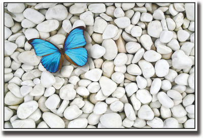 

Beautiful Blue butterfly on white stones Fine Art Print(12 inch X 18 inch, Rolled)