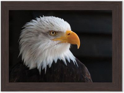 

Eagle Nature Themed Framed Poster Photographic Paper(13.5 inch X 10 inch, Box Packing)