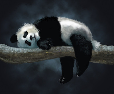 

Panda Sleeping On A Branch Photographic Paper(18 inch X 24 inch, Rolled)