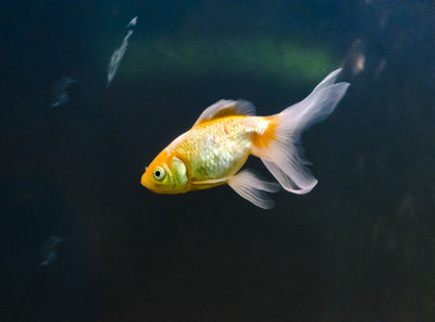 50% OFF on Fish 01 Canvas Art(30 inch X 40 inch)