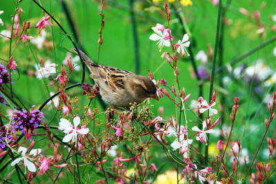 

Oshi - Beautiful Sparrow Paper Print(12 inch X 18 inch, Stretched)