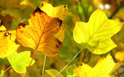 

Posterhouzz Autumn Fine Art Print Poster Fine Art Print(12 inch X 18 inch, Rolled)